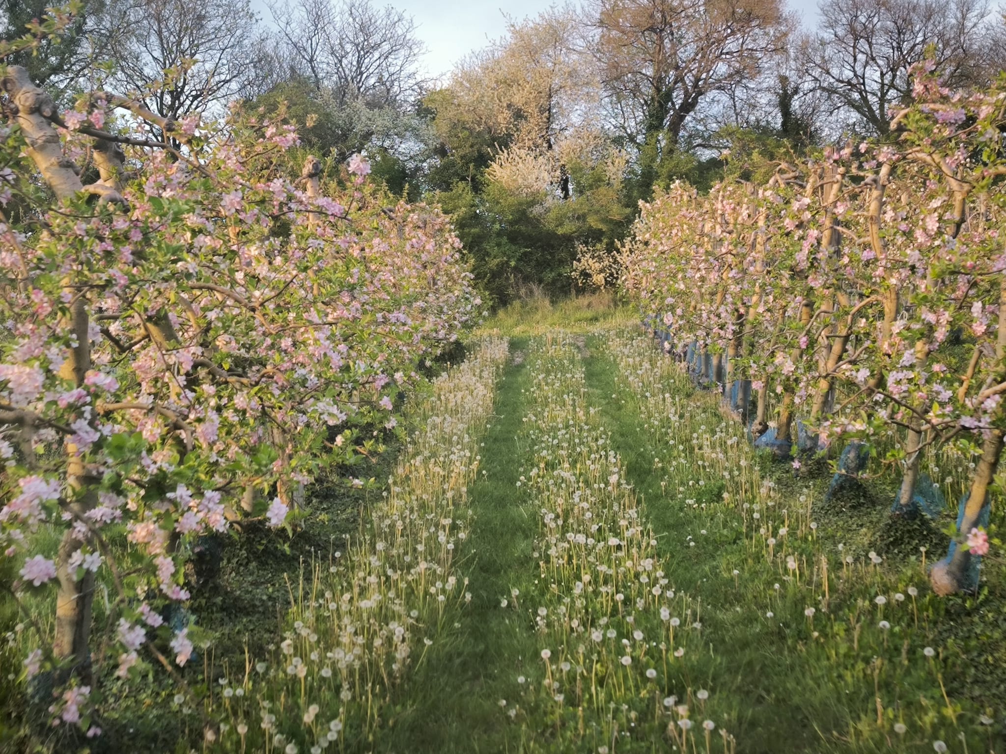 Sous les fleurs, le travail !