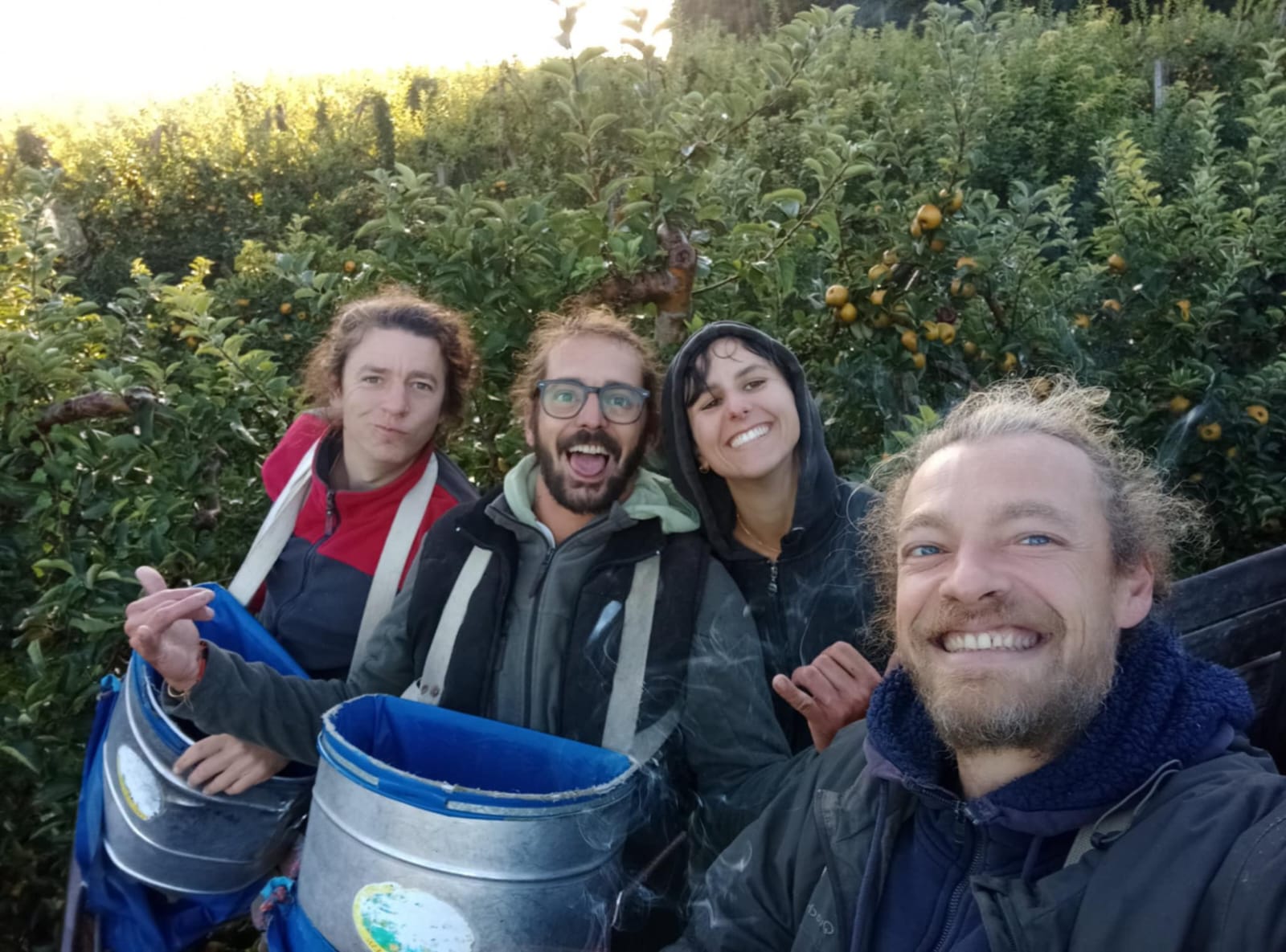 La cueillette des pommes bat son plein
