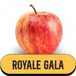Royale gala Pomme de la Ferme Charentaise