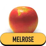 Pomme Melrose de la Ferme Charentaise