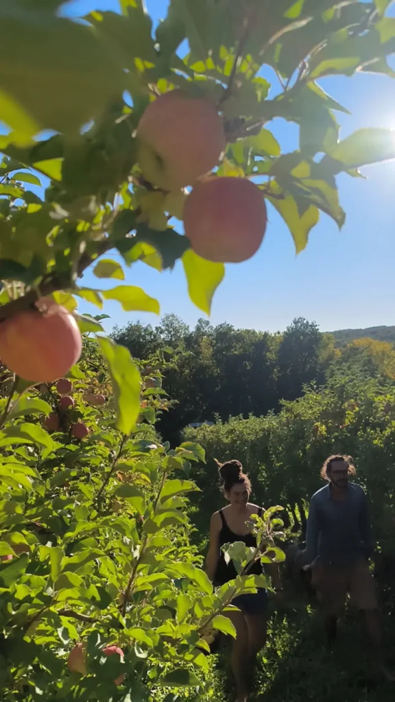 la vie du verger à la ferme charentaise