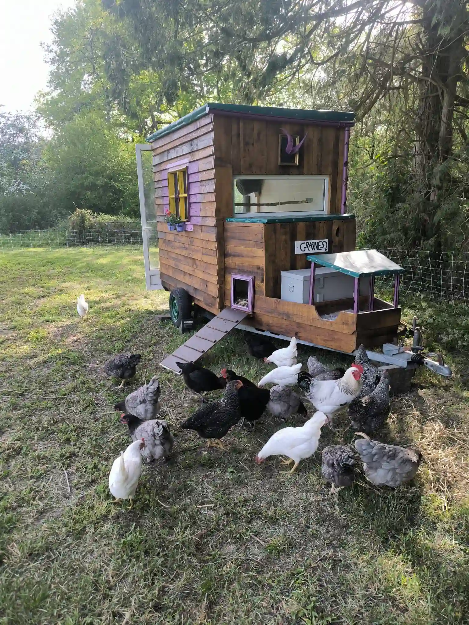 Poulailler mobile : le nouvel hôtel de luxe du verger